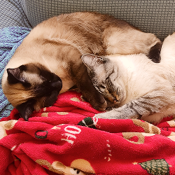 A picture of my two cats, Reena and Gaudy. They're sleeping together, pushing eachother slightly with their paws as they fell asleep mid-play.
