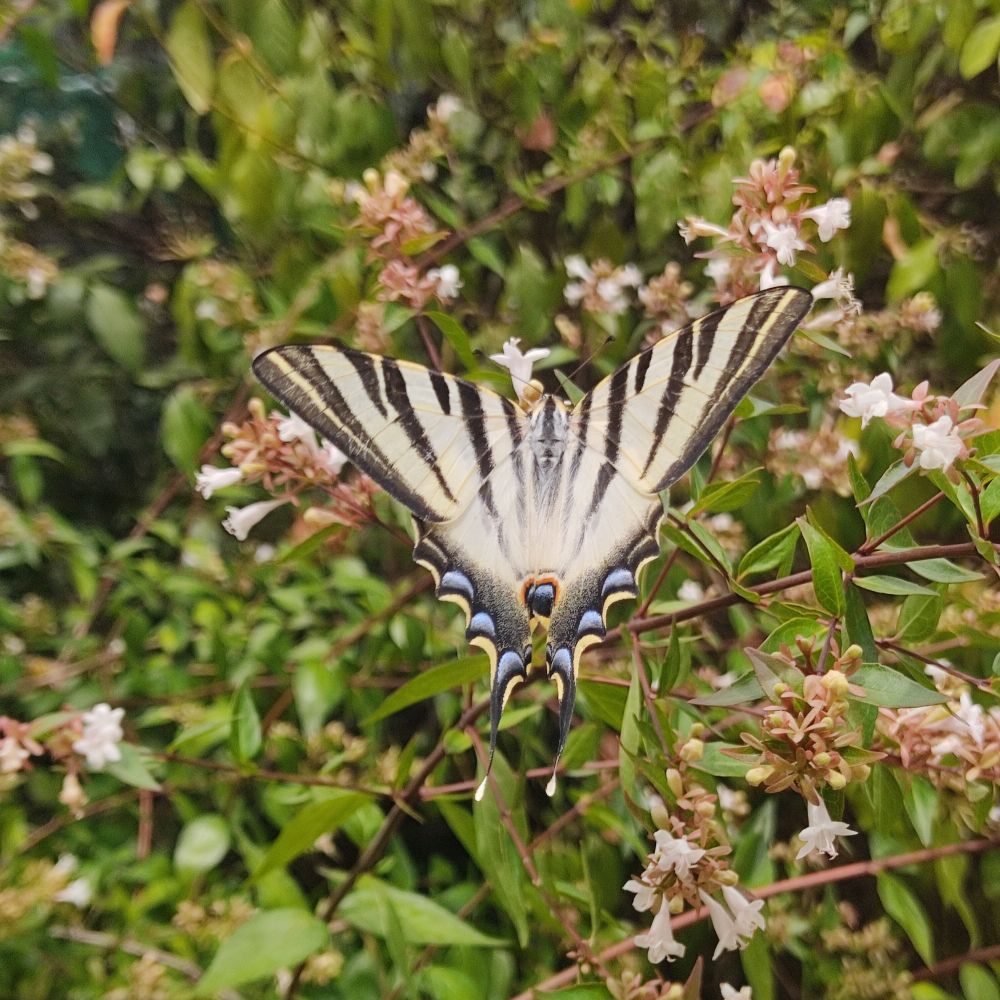 Picture of a Scarce Swallowtail butterfly (possibly).