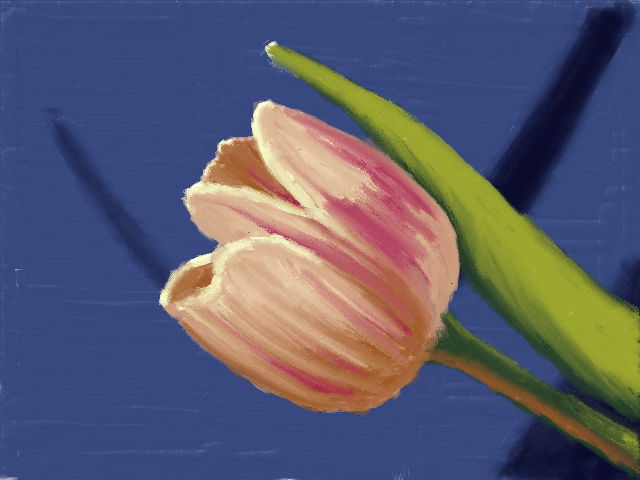 Tulip